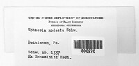 Leptosphaeria modesta image